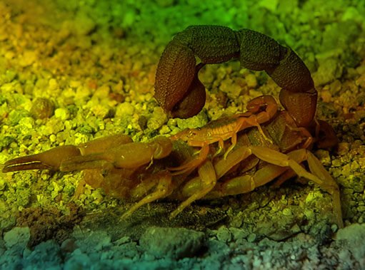 அற்றுப் போகும் தேளினம் Scorpion (disambiguation)-தூ.இரா.ஆ.அருந்தவச்செல்வன்.